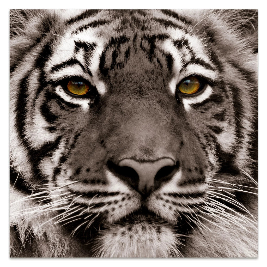 Direct Art, Hang Frameless Floating x Free Wall to Empire of 38" Panel 0.2", Ready 38" Tempered Glass Graphic Eye the Tiger x Art
