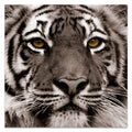 Direct Art, Hang Frameless Floating x Free Wall to Empire of 38" Panel 0.2", Ready 38" Tempered Glass Graphic Eye the Tiger x Art