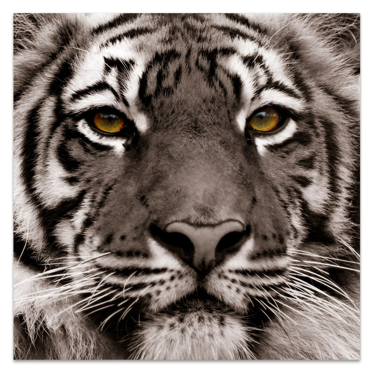Direct Art, Hang Frameless Floating x Free Wall to Empire of 38" Panel 0.2", Ready 38" Tempered Glass Graphic Eye the Tiger x Art