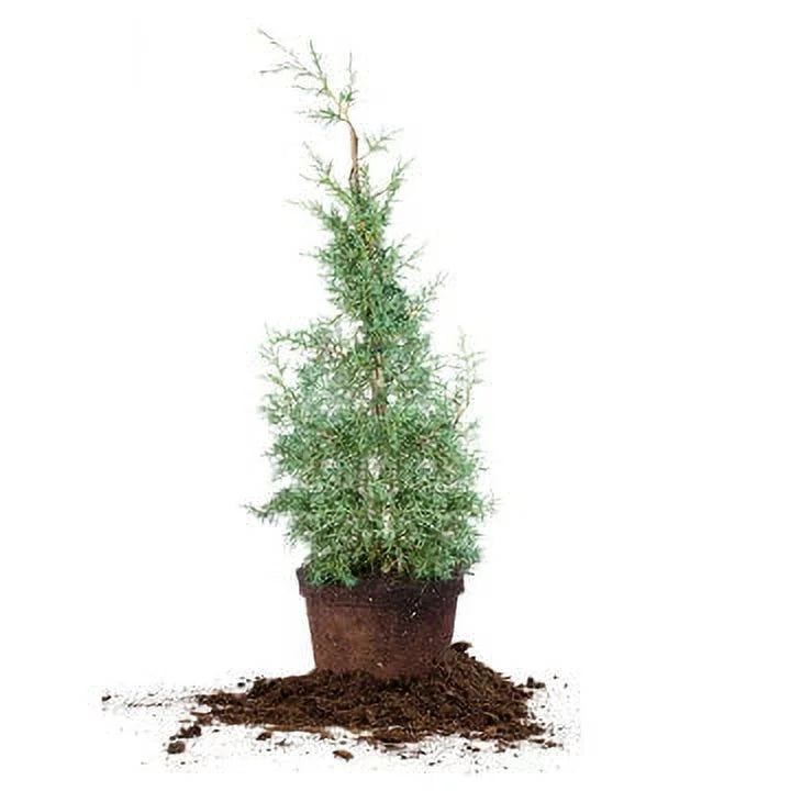 Growing Carolina Blue Unique Sapphire - Green Cypress 3 Foliage Fast Tree Gal. -