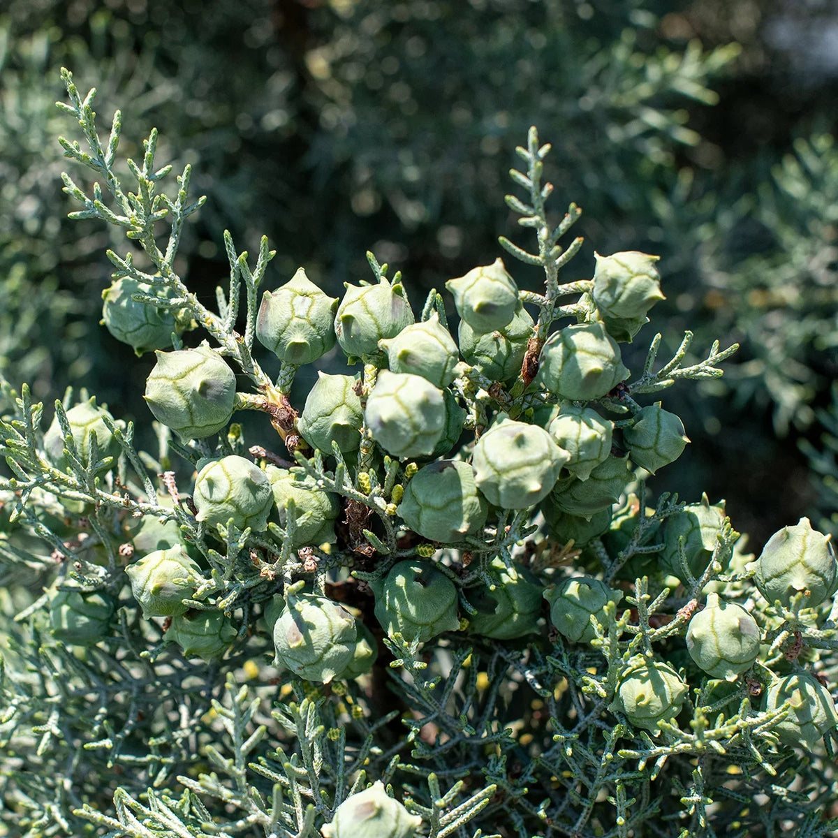 Growing Carolina Blue Unique Sapphire - Green Cypress 3 Foliage Fast Tree Gal. -
