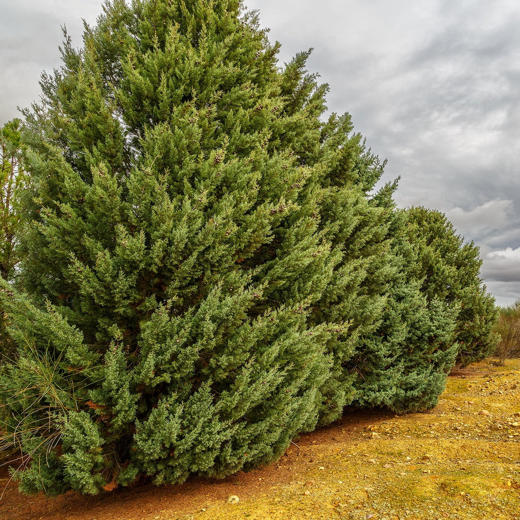 Growing Carolina Blue Unique Sapphire - Green Cypress 3 Foliage Fast Tree Gal. -
