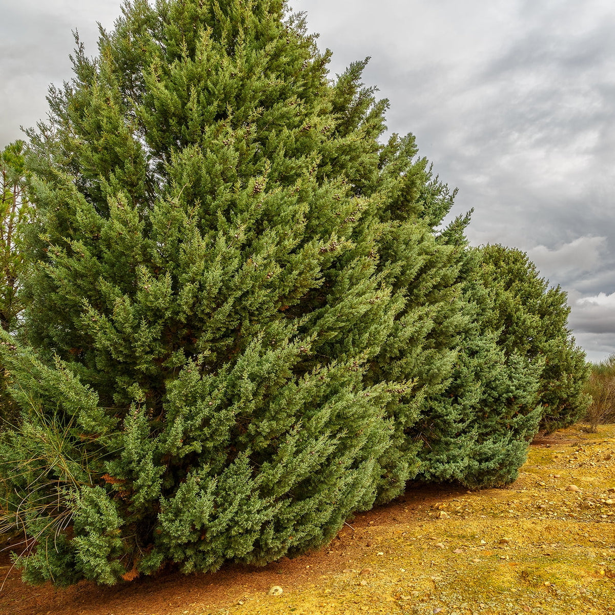 Growing Carolina Blue Unique Sapphire - Green Cypress 3 Foliage Fast Tree Gal. -