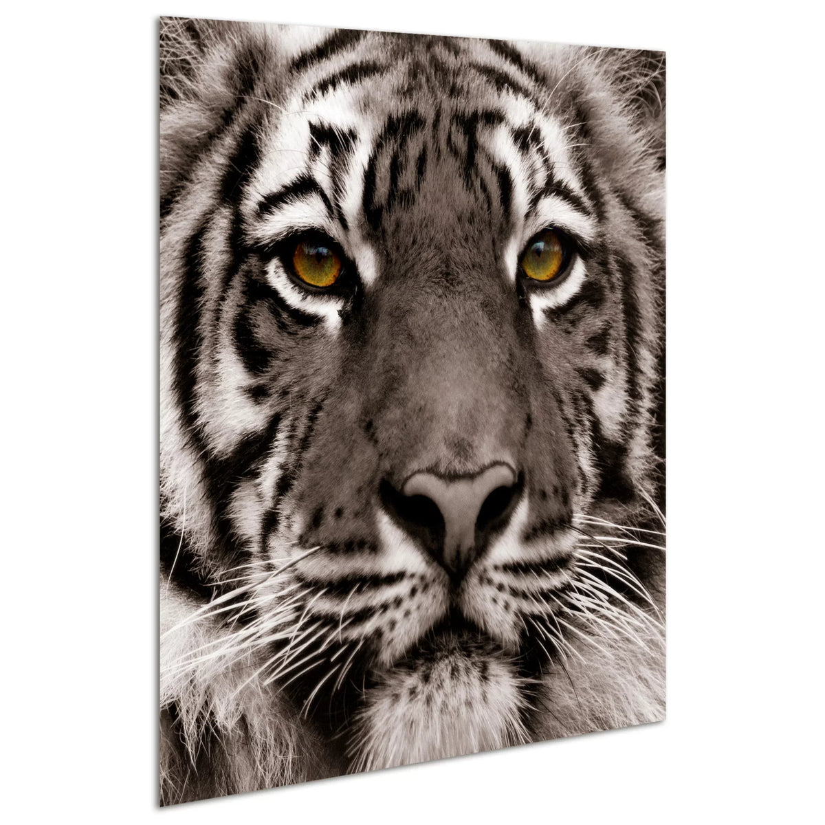 Direct Art, Hang Frameless Floating x Free Wall to Empire of 38" Panel 0.2", Ready 38" Tempered Glass Graphic Eye the Tiger x Art