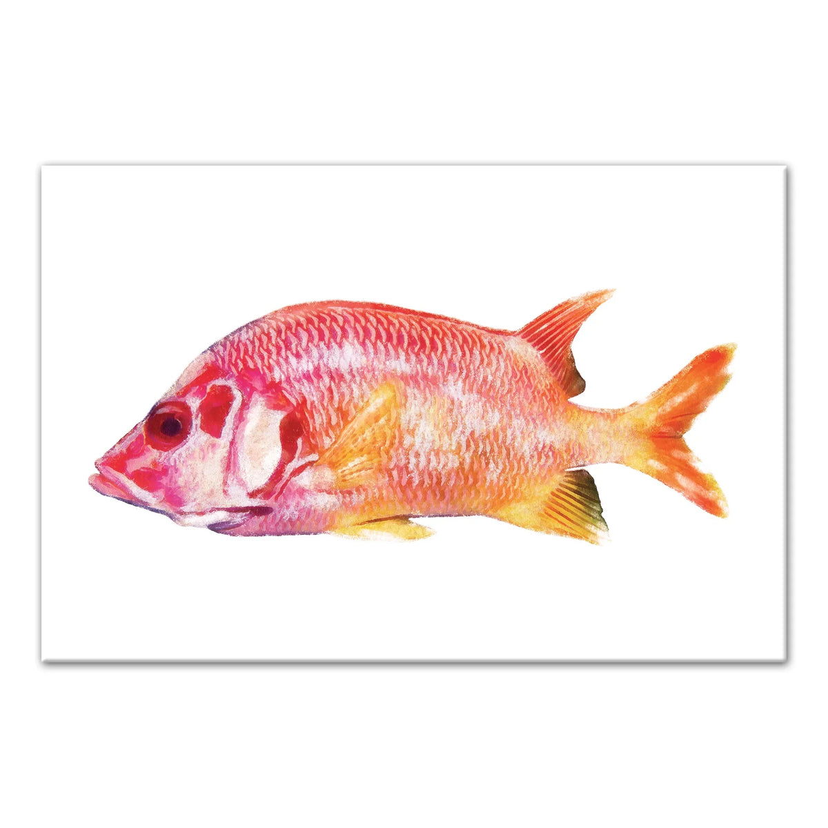Fish Canvas 12x18 Products Wall Tropical Art Snapper Red Creative