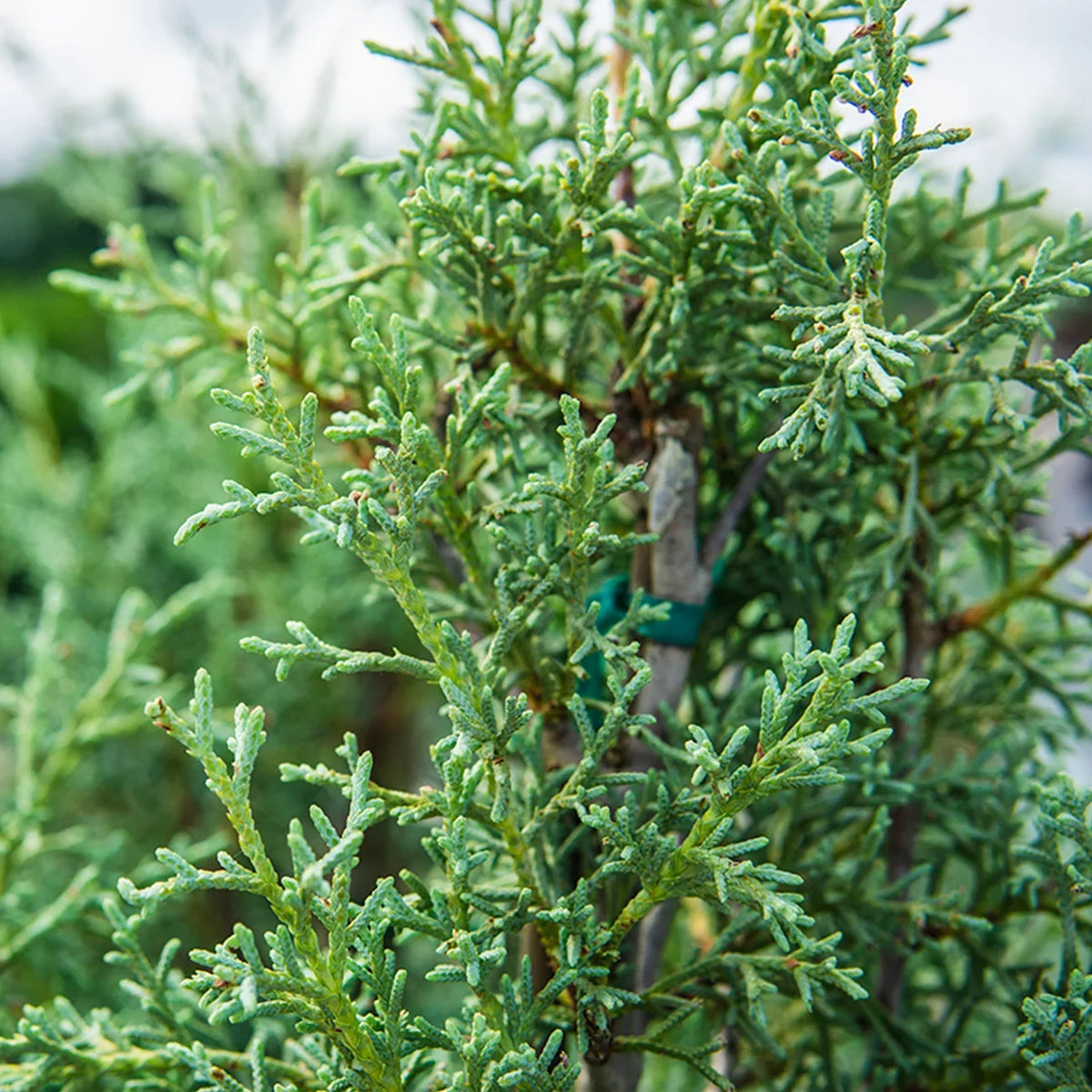 Growing Carolina Blue Unique Sapphire - Green Cypress 3 Foliage Fast Tree Gal. -