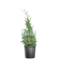 Growing Carolina Blue Unique Sapphire - Green Cypress 3 Foliage Fast Tree Gal. -