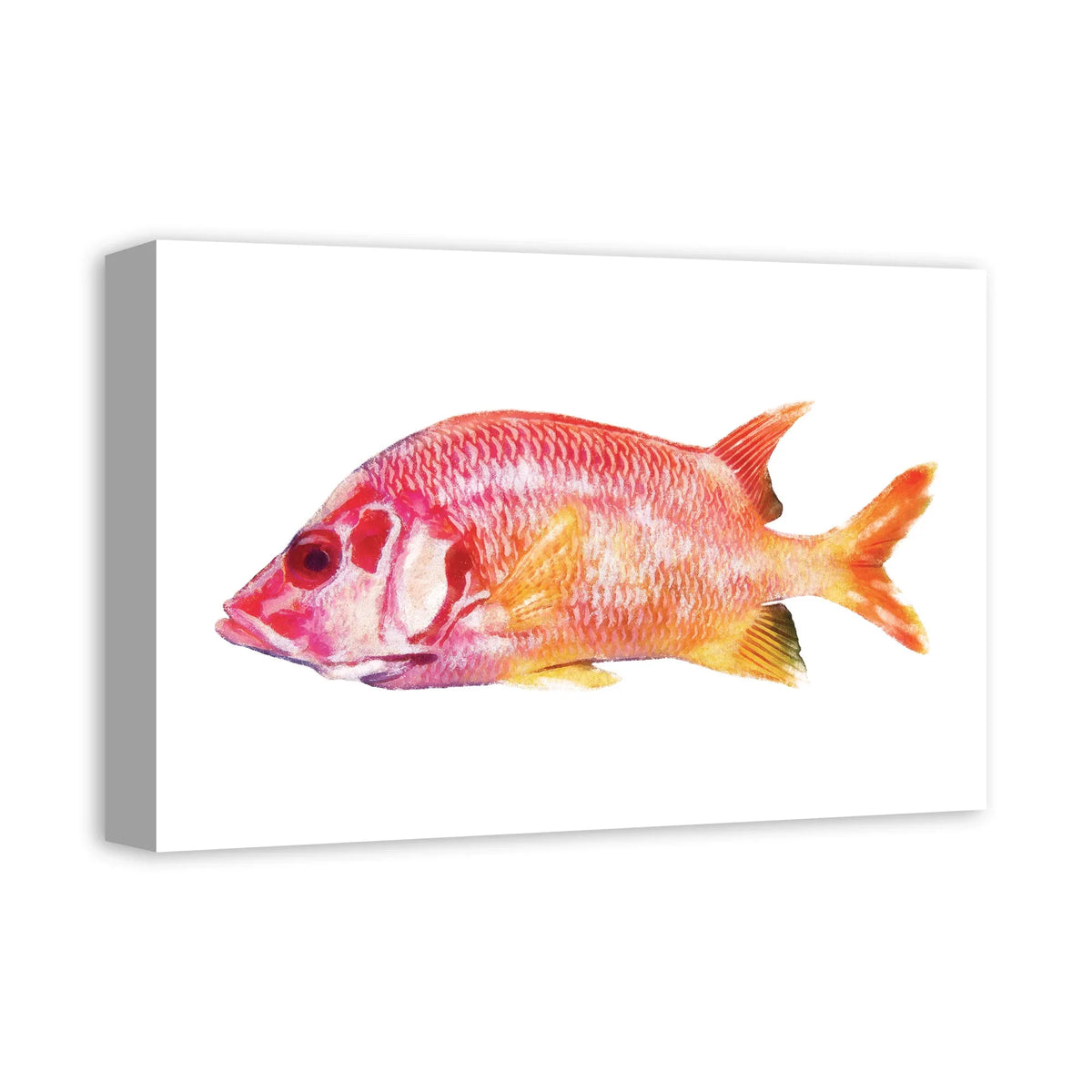 Fish Canvas 12x18 Products Wall Tropical Art Snapper Red Creative