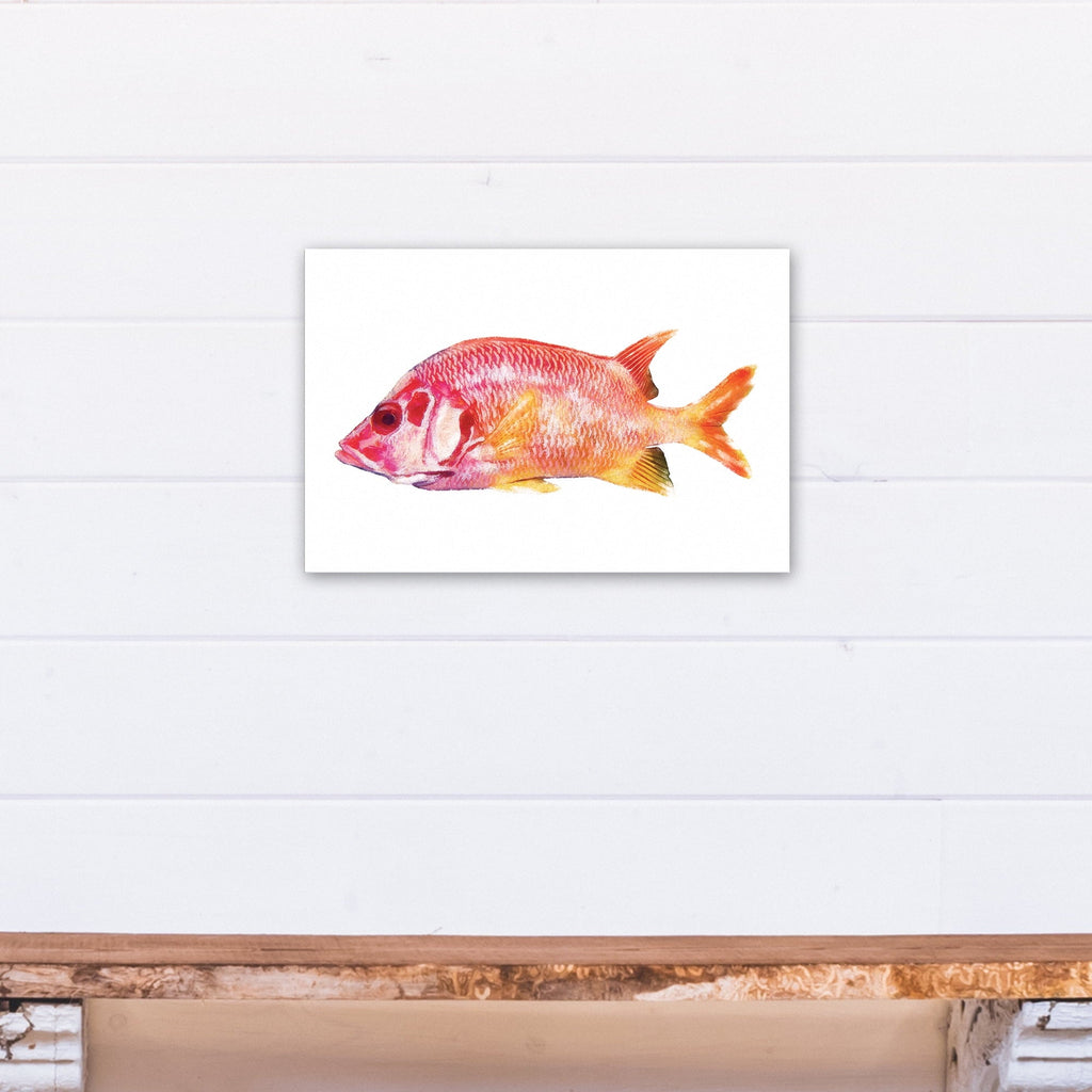 Fish Canvas 12x18 Products Wall Tropical Art Snapper Red Creative
