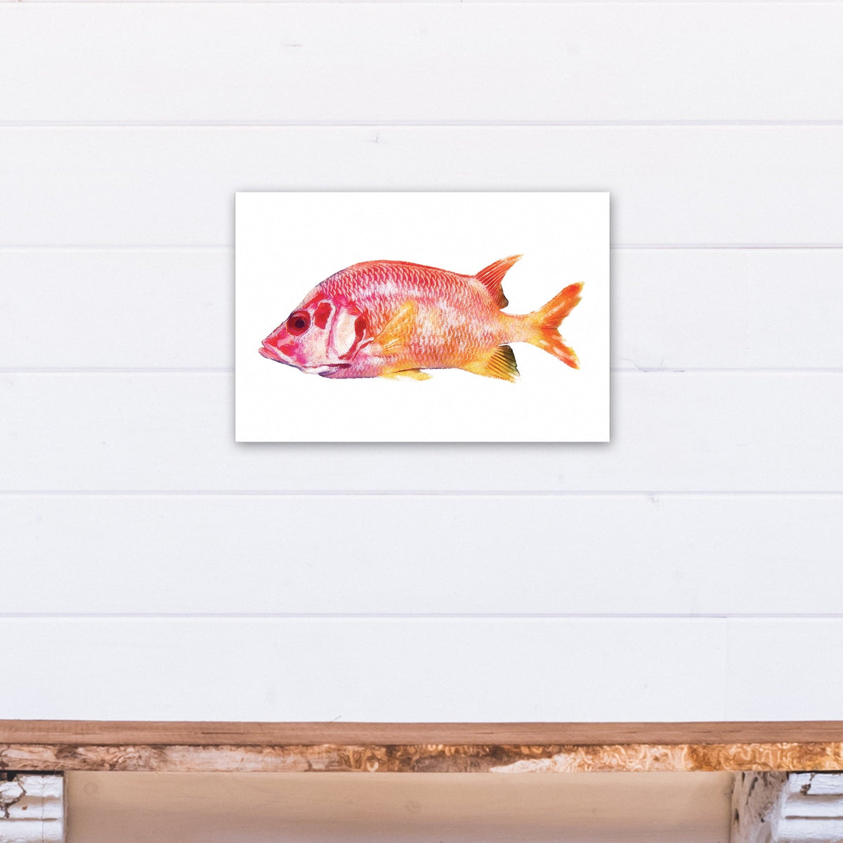 Fish Canvas 12x18 Products Wall Tropical Art Snapper Red Creative